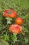 Amanita in the woods. Poisonous mushroom. Macro. Red mushroom and green grass.