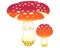 Amanitas, bright, spotted poisonous mushrooms - vector full color picture. Fly agaric - poisonous spotted, red mushrooms