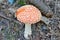 Amanite Muscaria