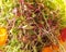 Amaranth, beet, and broccoli microgreens in a vegetable salad