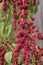 Amaranth caudatus flowers of kivich. Source Calcium, Manganese and Folate. ornamental plant. Leaves and seeds are eaten.