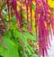 Amaranth is cultivated as leaf vegetables, cereals and ornamental plants