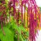 Amaranth is cultivated as leaf vegetables, cereals and ornamental plants .