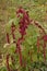 Amaranth is cultivated as leaf vegetables, cereals and ornamental plants