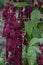 Amaranth is cultivated as leaf vegetables, cereals and ornamental plants