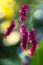 Amaranth. flowers of amaranth plant, amaranthus, pseudocereal with leaves macro.