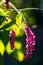 Amaranth. flowers of amaranth plant, amaranthus, pseudocereal with leaves macro.