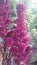 Amaranth on flowers bed