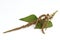 Amaranth, Green Amaranth (Amaranthus gracilis Desf.).
