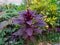 Amaranth grows on a flowerbed on the street. Stock photo