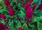 Amaranth grows up to 70 cm in height, differs in different color of leaves