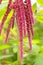 Amaranth (Love-Lies-Bleeding)