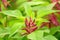 Amaranth (Love-Lies-Bleeding) on Flower Bed