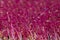 .amaranth microgreen plants background