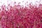 Amaranth microgreen plants background