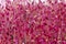 amaranth microgreen plants background