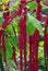 Amaranth Plant