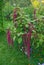 Amaranth Plant