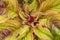 Amaranth Plant Close-Up