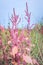 Amaranth plants growing in an agricultural field, Uganda