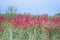 Amaranth plants growing in an agricultural field, Uganda