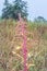 Amaranth plants growing in an agricultural field, Uganda