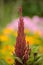 Amaranth (Prince\'s Feather) on Flower Bed