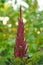 Amaranth (Prince\'s Feather) Growing on Flower Bed