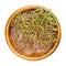 Amaranth sprouts, Amaranthus microgreens in wooden bowl