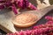 Amaranthus caudatus seeds and fresh amaranth flowers