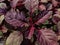 Amaranthus, collectively known as amaranth, is a cosmopolitan genus of annual or short-lived perennial plant
