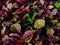 Amaranthus, collectively known as amaranth, is a cosmopolitan genus of annual or short-lived perennial plant