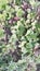 Amaranthus cosmopolitan chaulai