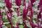 Amaranthus cruentus, amaranth flowers