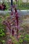 Amaranthus cruentus blooms in September. Berlin, Germany