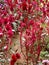 Amaranthus cruentus growing in Rose Garden in Munnar, Kerala, India