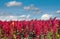 Amaranthus field natural plant colorful landscape