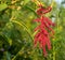 Amaranthus Flower