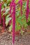 Amaranthus flowers