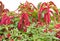 Amaranthus flowers