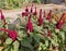 Amaranthus gangeticus or Elephant Head growing in an English country garden