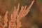 Amaranthus hybridus bush