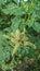 Amaranthus hybridus, commonly called green amaranth