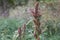 Amaranthus hybridus,  cosmopolitan genus of annual or short-lived perennial plant