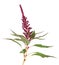 Amaranthus plant