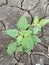 Amaranthus plant