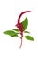 Amaranthus Plant with Red Flower Amaranth Seed