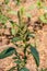 Amaranthus retroflexus Red-root amaranth, redroot pigweed,  common amaranth, pigweed amaranth, and common tumbleweed