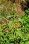 Amaranthus retroflexus Red-root amaranth, redroot pigweed,  common amaranth, pigweed amaranth, and common tumbleweed