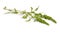 Amaranthus retroflexus or red-root amaranth, redroot pigweed, red-rooted pigweed, common amaranth, pigweed amaranth